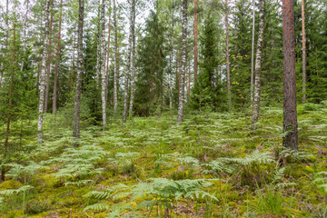 Deep Green Summer Forest in Latvia