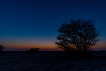 Silhouette of an acacia tree in the Qatar desert at dusk