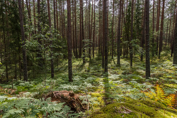 Obraz premium Deep Green Summer Forest in Latvia