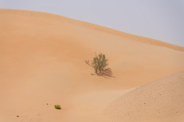 Strauch in der arabischen Sandwüste