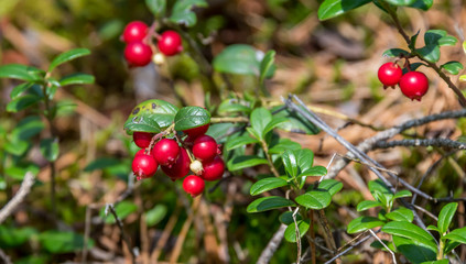 Fototapeta premium Ripe Red Wild Lingonberries in a Forest in Latvia in Summer