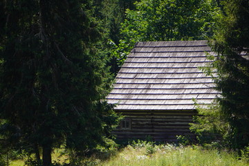 old wooden house in the forest, rotten boards, spoiled roof. solitude, merging with nature. life...