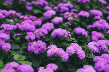Pink flowers with green leaves. Nature background. Tropical leaf with beautiful nature.