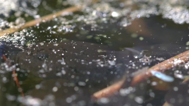 TRIPOD MACRO video of frog tadpoles sipping air and swimming beneath the surface of a lake. Great educational video.