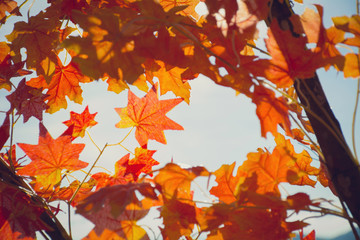 autumn leaves  very shallow focus