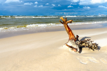 A piece of tree trunk thrown onto a sandy seaside beach