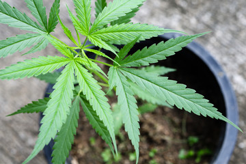 cannabis leaf
