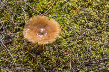 Wild Mushroom Growing in Moss in a Forest in Latvia