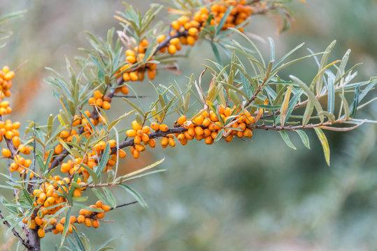 Wild Yellow Sea Buckthorn Growing near the Baltic Sea in Latvia