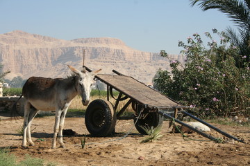 A Donkey Cart ready for Carrying