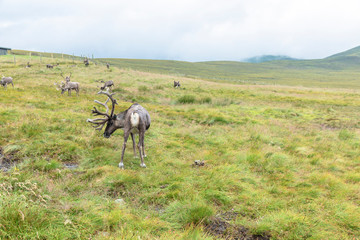 The Cairngorm Reindeer Herd is free-ranging herd of reindeer in the Cairngorm mountains in Scotland.