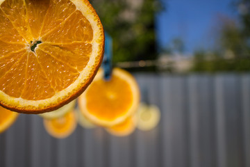 Orange and lemon slices on clothesline with clothespins