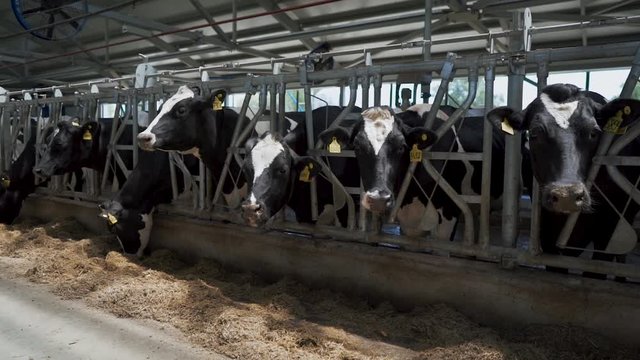beautiful cows in a modern barn