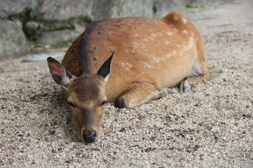 砂の上で休憩している鹿(広島県)