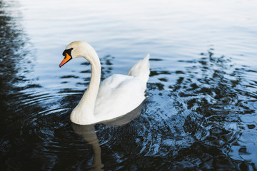 A swan swimming in the lake. © Iaroslava Zolotko