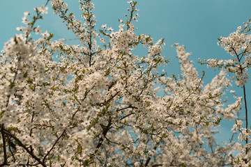 Beautiful Blossom Cherry Tree Flowers and Buds
