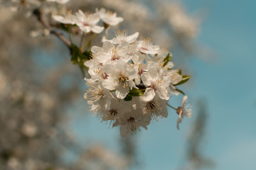 Beautiful Blossom Cherry Tree Flowers and Buds