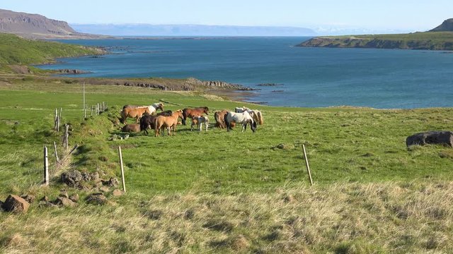 Icelandic ponies horses stand in green field in Westfjords fjord region of Iceland.