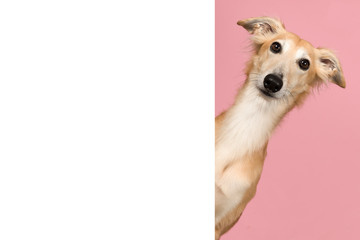 Silken windsprite portrait looking around the corner of a white empty board for copy space