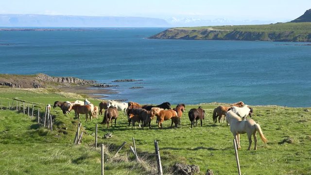 Frisky Icelandic ponies horses stand in green field in Westfjords fjord region of Iceland.