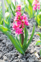 Pink rose hyacinth flower, hyacinthus or hyacinths flower