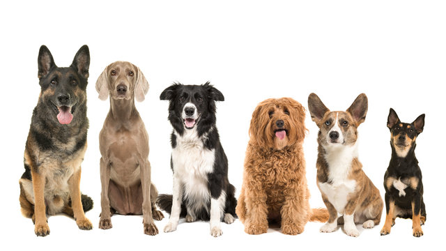 Group of different kind of breeds of adult dogs sitting looking at the camera isolated on a white background arranged from big to small