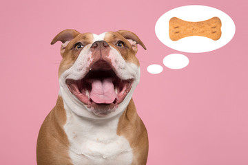 Funny portrait of an old english bulldog with its mouth open thinking of a bone shaped cookie in a thought cartoon balloon on a pink background