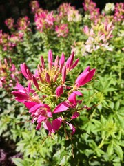 Obraz premium red flowers in the garden