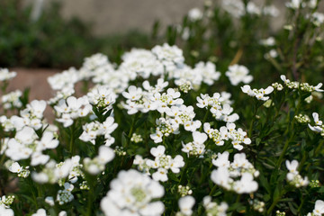 Candytuft flowers or blooming Iberis sempervirens close up