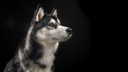 Side view of a siberian husky dog portrait on a black background © Elles Rijsdijk