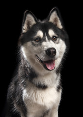 Siberian husky dog portrait on a black background