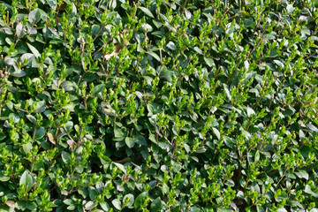 Green lush leaf background, natural leaves plant pattern or textur
