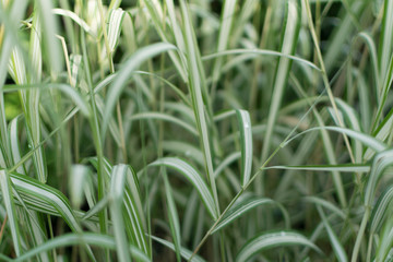 Blurred Macro Photo of Ornamental Grass Phalaris Arundinacea