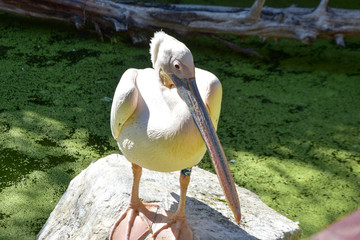 pelecanus onocrotalus in a zoo