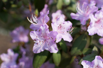 White and pink Rhododendron mucronulatum flowers in spring garden