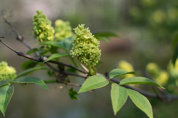 Obraz premium Sambucus racemosa, elderberry or red-berried elder close up