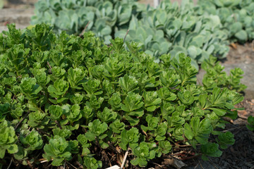 Sedum aizoon, Crassulaceae or stonecrop close up