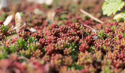 Sedum album, Crassulaceae or stonecrop close up