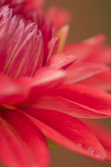 Red Dahlia Closeup