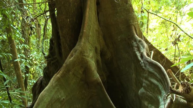 Extreme close-up low-angle tilting shot of buttress roots for a huge rainforest tree, Belum Rainforest, KL, Malaysia