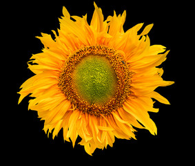  sunflower isolated on black background. 