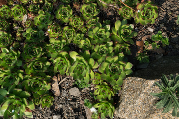 Fototapeta premium Sempervivum charadzeae, houseleeks or liveforever in spring garden