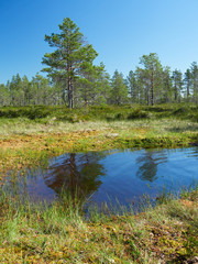 Obraz premium Small pond in the bog on a hot summer day. Northern landscape from the Kauhaneva-Pohjankangas National park in Finland.