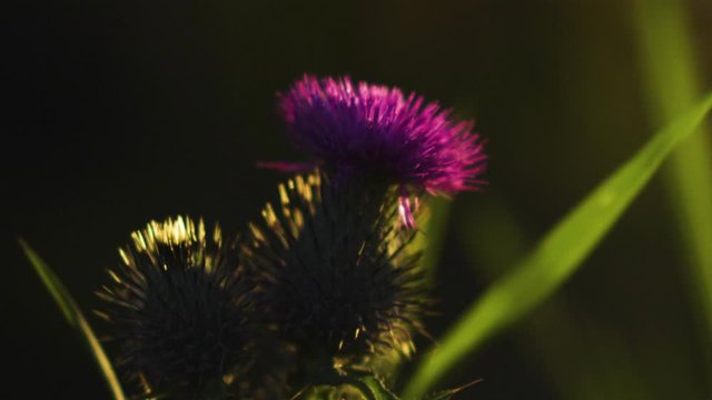 beautiful bright meadow purple flowers of a thistle, silybum marianum