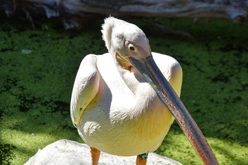 pelecanus onocrotalus in a zoo