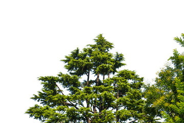 Fototapeta premium Tree isolated on white background 