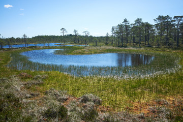 Small pond in the bog on a hot summer day. Northern landscape from the Kauhaneva-Pohjankangas National park in Finland.