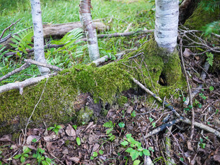 森林の中のコケ