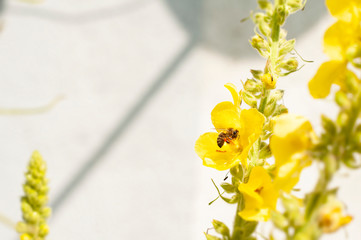 pszczoła zbierająca pyłek z kwiatów dziewanny 