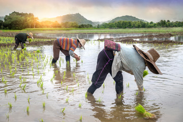 Farmers are planting rice in the fields